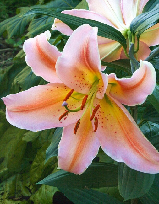 Лилия Салмон Пати 